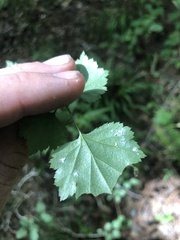 Crataegus iracunda