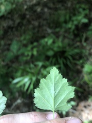 Crataegus iracunda