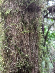 Euonymus corymbosus