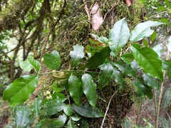 Euonymus corymbosus