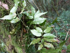 Euonymus corymbosus