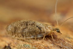 Hemerobius fenestratus