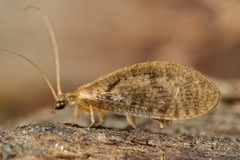 Hemerobius fenestratus
