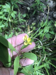 Lysimachia radicans