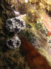 Holozoidae