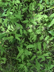 Lysimachia radicans