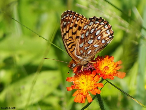 Atlantis Fritillary