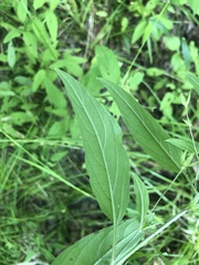 Lysimachia radicans