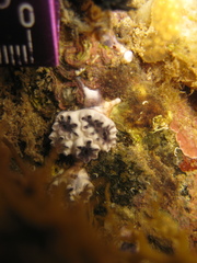 Holozoidae
