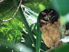 Pulsatrix koeniswaldiana