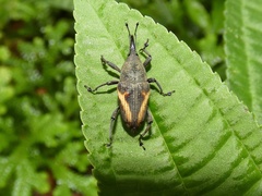 Cactophagus sinuatus