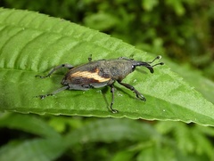 Cactophagus sinuatus