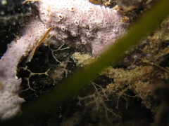 Aplousobranchia