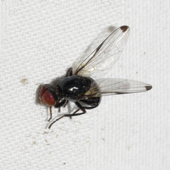Seioptera vibrans