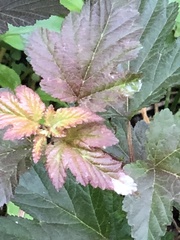 Podosphaera physocarpi