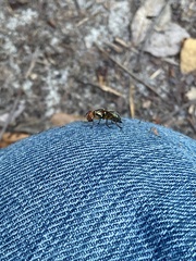 Senopterina caerulescens