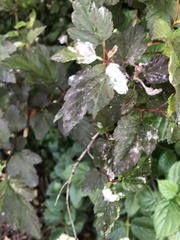 Podosphaera physocarpi