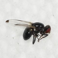 Seioptera vibrans