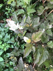 Podosphaera physocarpi