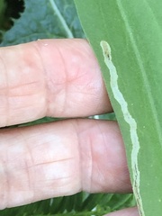 Ophiomyia kwansonis