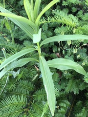 Ophiomyia kwansonis