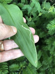 Ophiomyia kwansonis
