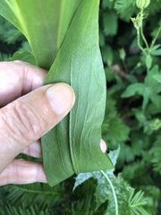 Ophiomyia kwansonis