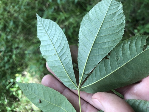 nutmeg hickory (Carya myristiciformis)