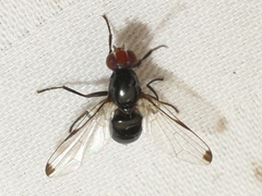 Seioptera vibrans