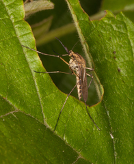 Aedes rusticus