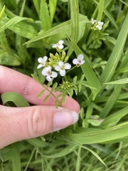 Nasturtium microphyllum