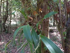 Prosthechea varicosa