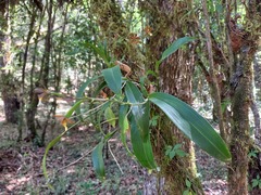 Prosthechea varicosa