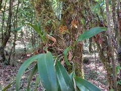 Prosthechea varicosa