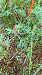Geranium carolinianum carolinianum