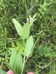 Desmodium nuttallii
