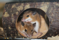 Subsaharan Pygmy Mouse photo 2