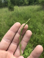 Desmodium sessilifolium