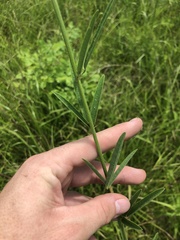 Desmodium sessilifolium