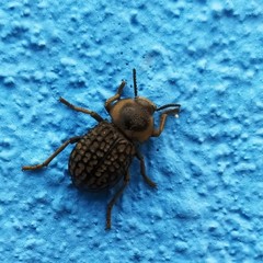 Microschatia solieri