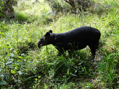 Tapirus pinchaque