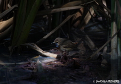 Luscinia svecica cyanecula