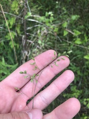 Festuca paradoxa