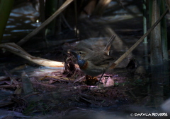 Luscinia svecica cyanecula