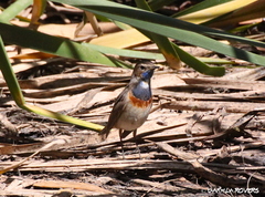Luscinia svecica cyanecula