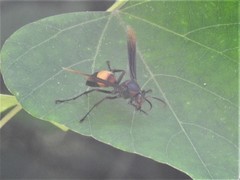 Polistes sagittarius