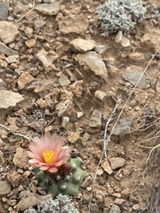 Pediocactus despainii