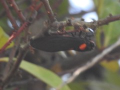 Huechys sanguinea