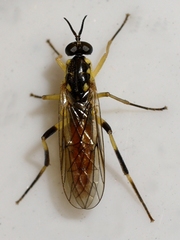 Xylomya tenthredinoides
