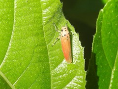 Bothrogonia ferruginea